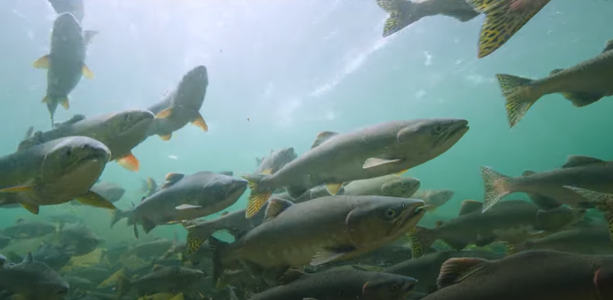 Quinsam River Hatchery pink salmon